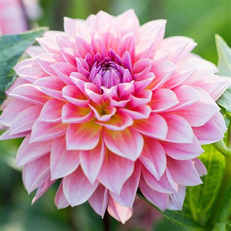 dahlia photo